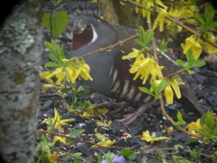 Mountain Quail